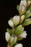 Bog smartweed